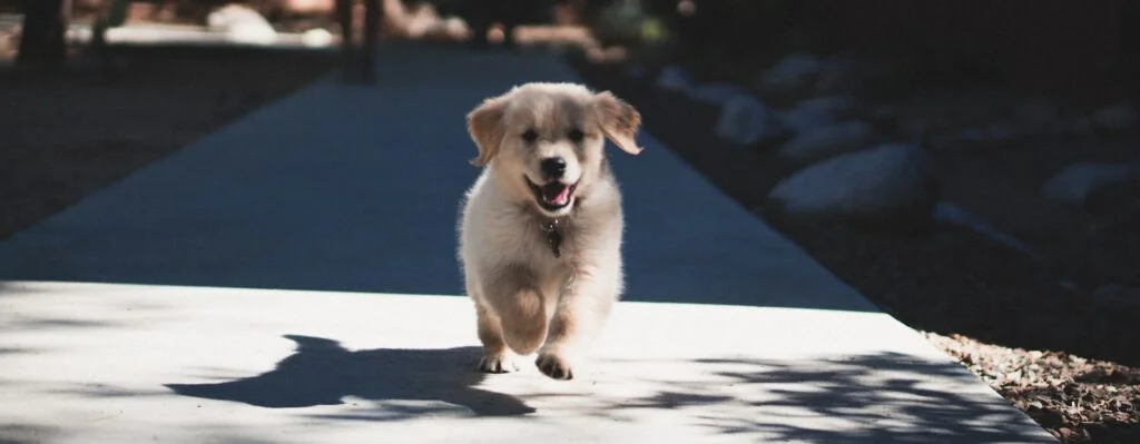 How To Train a New Puppy